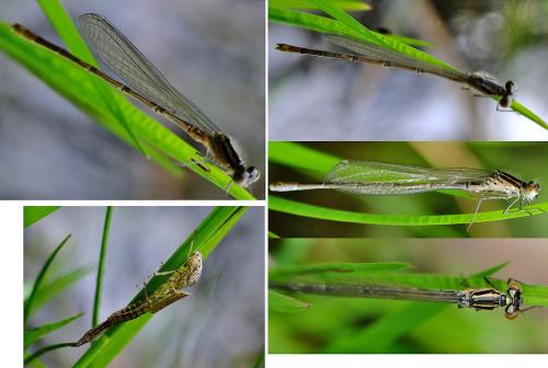 Réf. 303 568 : Coenagrion puella